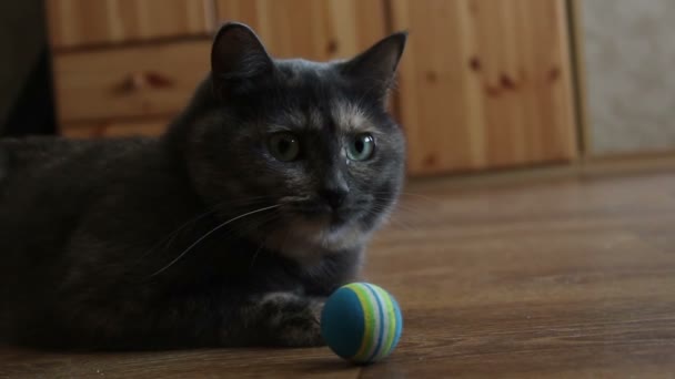 A gray cat is enthusiastically playing with his favorite toy. — Stock Video