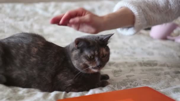 Una joven está acariciando a un gato gris acostado en la cama. Una joven hermosa chica acaricia a su amado gato . — Vídeos de Stock