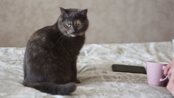 Uma jovem está acariciando um gato cinza deitado na cama. Uma jovem menina bonita acaricia seu amado gato . — Vídeo de Stock