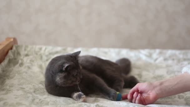 Een jong meisje speelt met haar kat. Een mooie grijze kat speelt met zijn geliefde bal. — Stockvideo