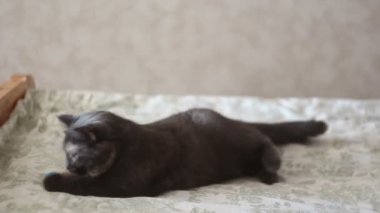 Genç bir kız kedisiyle oynuyor. Güzel gri bir kedi sevgili topuyla oynuyor..