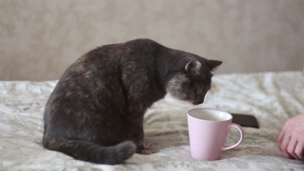 Una joven está acariciando a un gato gris acostado en la cama. Una joven hermosa chica acaricia a su amado gato . — Vídeos de Stock