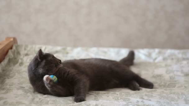 Ein junges Mädchen spielt mit ihrer Katze. Eine schöne graue Katze spielt mit seinem geliebten Ball. — Stockvideo