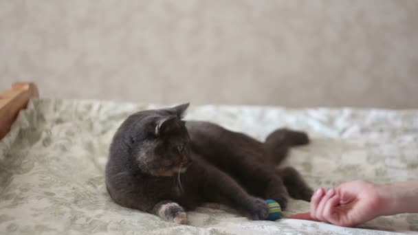 Молодая девушка играет со своим котом. Красивый серый кот играет со своим любимым мячом . — стоковое видео