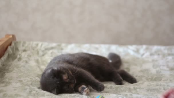 Una joven está jugando con su gato. Un hermoso gato gris está jugando con su amada pelota . — Vídeos de Stock