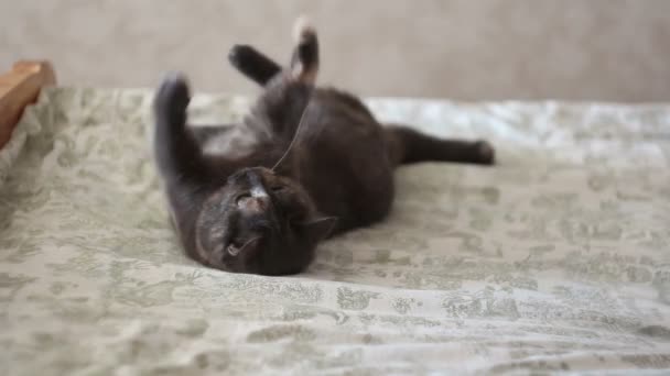 A young girl is playing with her cat. A beautiful gray cat is playing with his beloved ball. — Stock Video