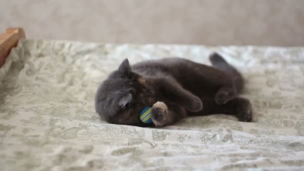 Una ragazza sta giocando con il suo gatto. Un bel gatto grigio sta giocando con la sua amata palla . — Video Stock