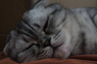 İskoç soyundan gri bir kedi kanepede uyur..