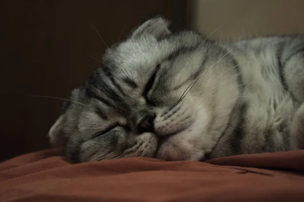 Um gato cinza da raça escocesa dorme em um sofá . — Fotografia de Stock