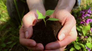 Genç bir kız filizlenen bir avuç toprak tutuyor. Genç yeşil filiz çiftçi bir kızın ellerinde. Yeşil gezegen kavramı, ekoloji. Büyümenin sembolü, çevresel koruma.