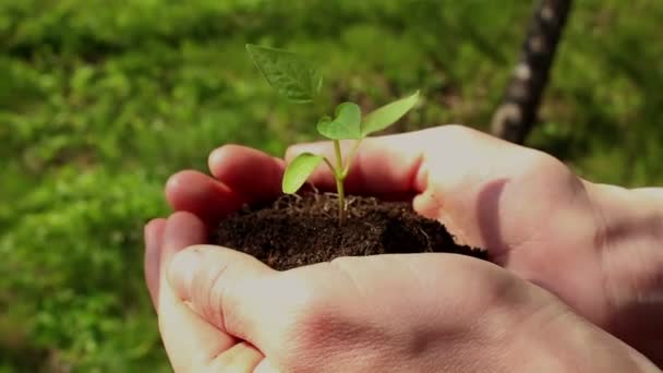 若い女の子は成長している苗で一握りの土を持っています 農家の女の子の手に若い緑の芽 緑の惑星 生態学の概念 成長のシンボル 環境保護 — ストック動画