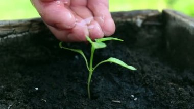 Genç bir çiftçi kız fidanı suluyor. Bir çiftçinin eli, taze suyla yeşil bir filizi suluyor. Yeşil gezegen kavramı, ekoloji. Büyümenin sembolü, çevresel koruma.