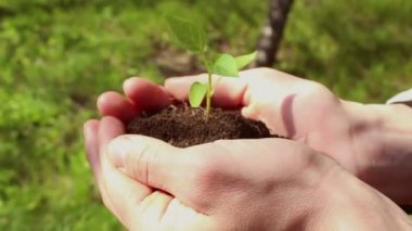 Genç bir kız filizlenen bir avuç toprak tutuyor. Genç yeşil filiz çiftçi bir kızın ellerinde. Yeşil gezegen kavramı, ekoloji. Büyümenin sembolü, çevresel koruma.