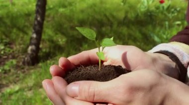 Genç bir kız filizlenen bir avuç toprak tutuyor. Genç yeşil filiz çiftçi bir kızın ellerinde. Yeşil gezegen kavramı, ekoloji. Büyümenin sembolü, çevresel koruma.