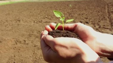 Genç bir kız filizlenen bir avuç toprak tutuyor. Genç yeşil filiz çiftçi bir kızın ellerinde. Yeşil gezegen kavramı, ekoloji. Büyümenin sembolü, çevresel koruma.
