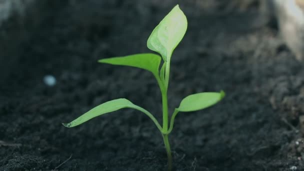 小さな柔らかい芽が風に揺れる 閉じる緑の苗は肥沃な土壌で成長します 緑の惑星 生態学の概念 成長のシンボル 環境保護 — ストック動画