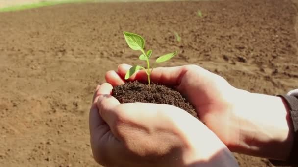 Młoda Dziewczyna Trzyma Garść Ziemi Rosnącym Sadzonką Młody Zielony Kiełek — Wideo stockowe