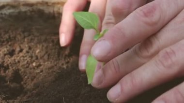 Bir çiftçi kız taze fidanlar eker. Çiftçinin ellerinin toprağa tohum ektiği yakın plan. Yeşil gezegen kavramı, ekoloji. Büyümenin sembolü, çevresel koruma.