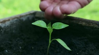 Genç bir çiftçi kız fidanı suluyor. Bir çiftçinin eli, taze suyla yeşil bir filizi suluyor. Yeşil gezegen kavramı, ekoloji. Büyümenin sembolü, çevresel koruma.