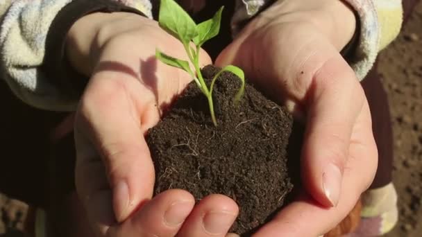 Młoda Dziewczyna Trzyma Garść Ziemi Rosnącym Sadzonką Młody Zielony Kiełek — Wideo stockowe