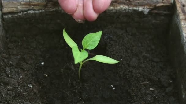 Uma Jovem Agricultora Está Regar Uma Planta Cultivada Sementes Close — Vídeo de Stock