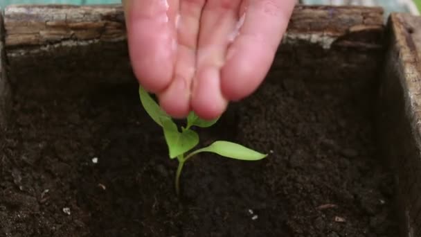 농부가 자라나는 묘목에 농부의 가까이 행성의 생태학 보호의 — 비디오