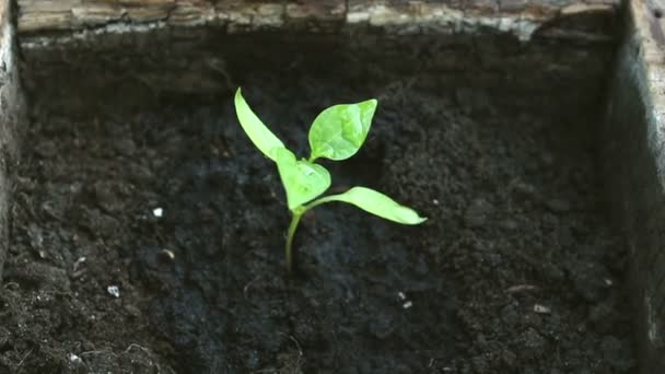Uma Jovem Agricultora Está Regar Uma Planta Cultivada Sementes Close — Vídeo de Stock