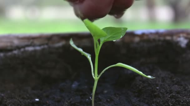 Una Joven Agricultora Riega Una Plántula Crecimiento Primer Plano Mano — Vídeo de stock