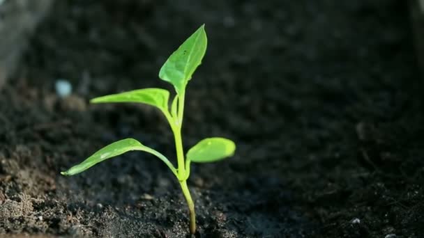 Uma Jovem Agricultora Está Regar Uma Planta Cultivada Sementes Close — Vídeo de Stock