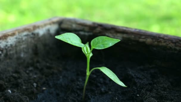 Ung Flickodlare Vattnar Växande Fröplanta Närbild Bondes Hand Vattna Anbud — Stockvideo