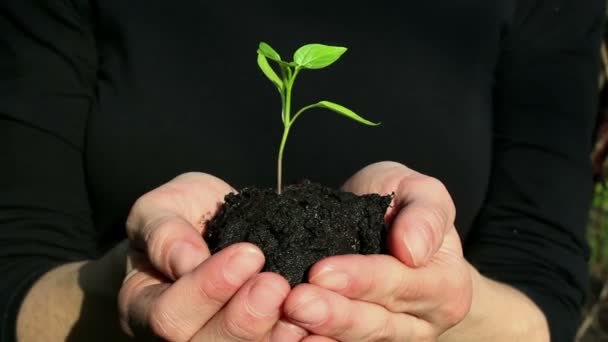 Uma Jovem Tem Punhado Terra Com Uma Planta Cultivada Sementes — Vídeo de Stock