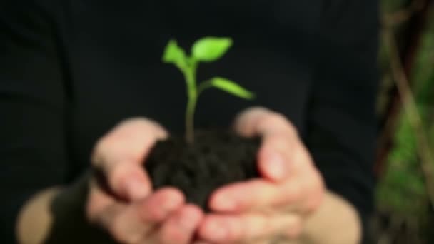 一个小女孩手里拿着一把泥土 上面种着一株成长的幼苗 年轻的绿苗在一个农家姑娘手里发芽了 绿色星球的概念 增长的象征 环境保护 — 图库视频影像