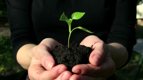 Ung Flicka Håller Handfull Jord Med Växande Planta Ung Grön — Stockvideo