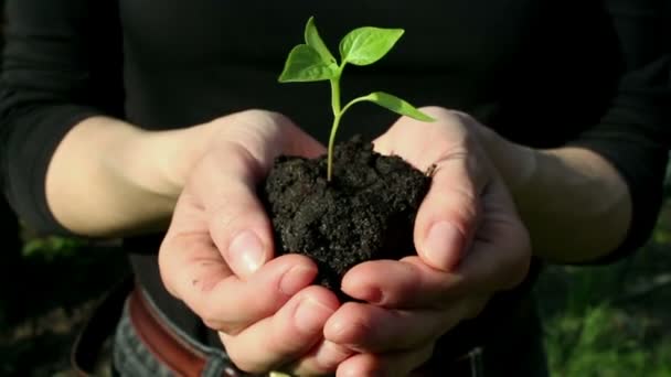 Uma Jovem Tem Punhado Terra Com Uma Planta Cultivada Sementes — Vídeo de Stock