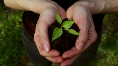 Genç bir kız filizlenen bir avuç toprak tutuyor. Genç yeşil filiz çiftçi bir kızın ellerinde. Yeşil gezegen kavramı, ekoloji. Büyümenin sembolü, çevresel koruma.