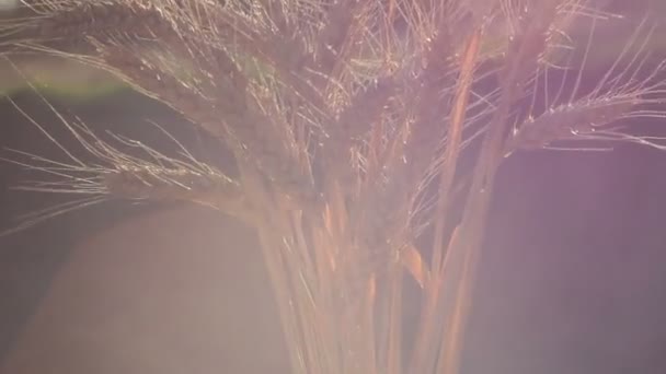 Фермерська Дівчина Тримає Руках Шпильку Пшениці Руки Жінки Перевіряють Якість — стокове відео