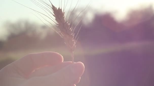 농부인 소녀는 방울을 여인의 밀알의 품질을 검사한다 태양의 눈부신 속에서 — 비디오