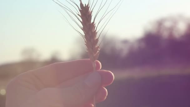 農家の女の子は小麦の小花を手に持っています 女性の手で小麦粉の品質をチェックします 太陽のまぶしさの中で熟した小麦の小麦粉 — ストック動画