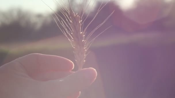 Farmerka Trzyma Rękach Kolczatkę Pszenicy Ręce Kobiety Sprawdzają Jakość Pszenicy — Wideo stockowe