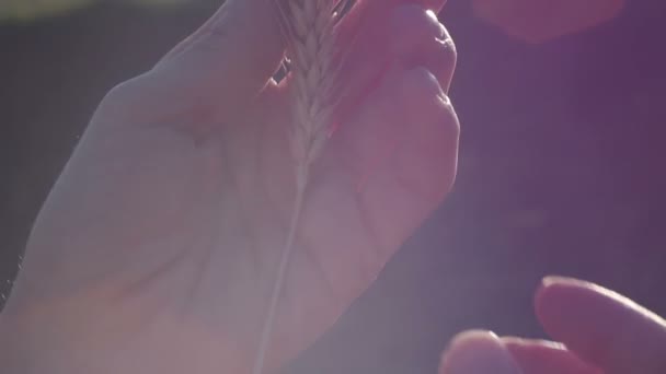 Farmer Lány Kezében Búza Tüske Van Nők Kezei Ellenőrzik Tüskés — Stock videók