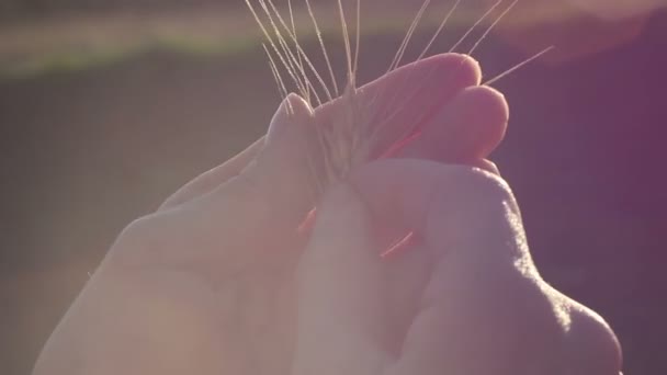 Contadina Tiene Mano Una Spilletta Grano Mani Della Donna Controllano — Video Stock