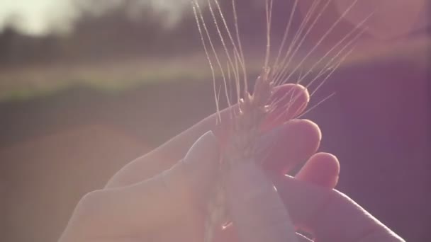 Farmer Lány Kezében Búza Tüske Van Érlelt Búza Tüskéje Napfényben — Stock videók