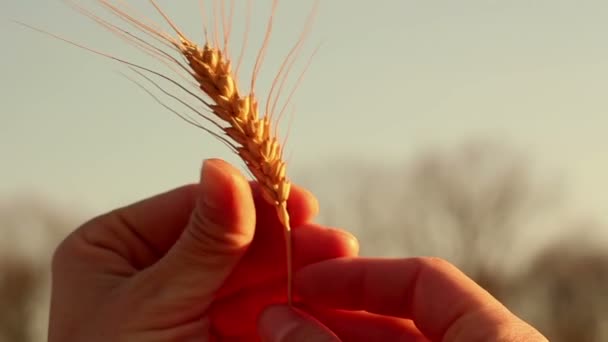 農家の女の子は小麦の小花を手に持っています 太陽のぎらつきの中で熟した小麦の小花 女性の手は スパイク小麦の品質を確認します — ストック動画