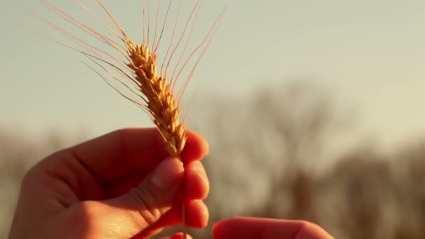 農家の女の子は小麦の小花を手に持っています 太陽のぎらつきの中で熟した小麦の小花 女性の手は スパイク小麦の品質を確認します — ストック動画