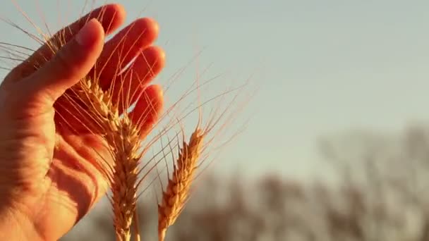 Farmářská Dívka Drží Rukou Pšeničný Bodlák Hrot Zralého Obilí Záři — Stock video