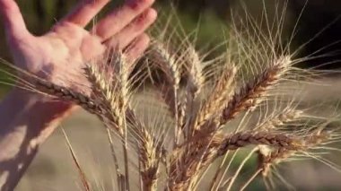 Çiftçi kız elinde buğday sapı tutuyor. Güneşin parıltısında olgunlaşmış buğday dalları. Kadın eli dikenli buğdayın kalitesini kontrol eder .