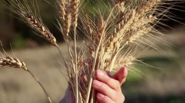 Çiftçi kız elinde buğday sapı tutuyor. Kadının elleri buğdayın kalitesini ölçer. Güneşin parıltısında olgunlaşmış buğdayın dikenini..