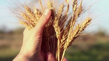 Çiftçi kız elinde buğday sapı tutuyor. Kadının elleri buğdayın kalitesini ölçer. Güneşin parıltısında olgunlaşmış buğdayın dikenini..