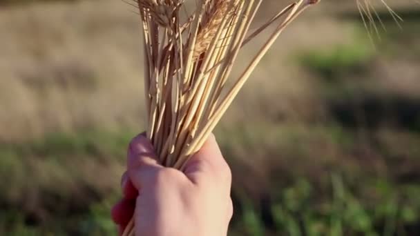 農家の女の子は小麦の小花を手に持っています 女性の手で小麦粉の品質をチェックします 太陽のまぶしさの中で熟した小麦の小麦粉 — ストック動画