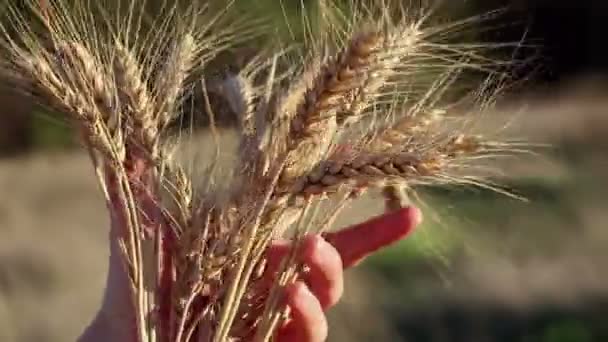 Farmerka Trzyma Rękach Kolczatkę Pszenicy Kolce Dojrzałej Pszenicy Blasku Słońca — Wideo stockowe